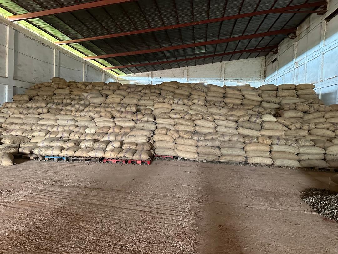 Raw Cashew Nuts KOR 50–52 – Guinea / West Africa Origin